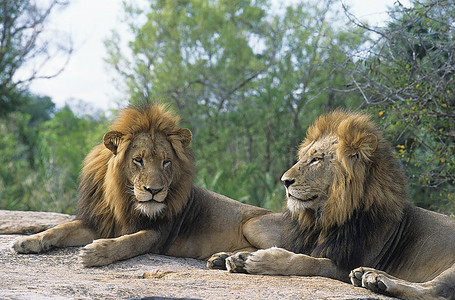 两只雄狮躺在岩石上