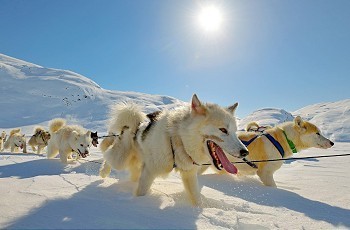 格陵兰春天的狗拉雪橇