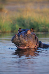 河马(Hippopotamus Biibius)在水池中游泳