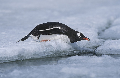 南极洲，格林威治岛，滑行的Gentoo企鹅(巴布亚Pygocelis)