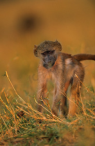 孤寂摄影照片_草丛中的猴子