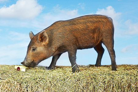 嗅闻在干草的棕色猪食物反对天空背景侧视图（数字复合）
