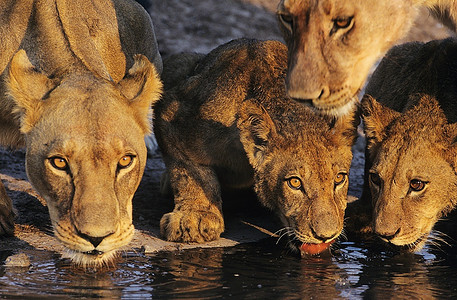 一群狮子在水洞特写镜头前喝水