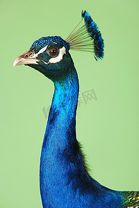 富贵孔雀摄影照片_绿色背景背景下的孔雀颈部和头部侧视