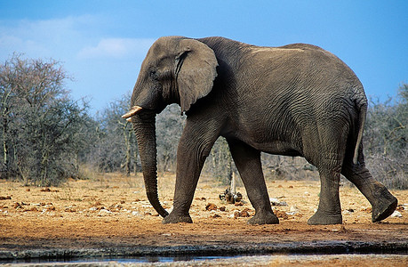 行走在大草原上的非洲象(Loxodonta African Ana)