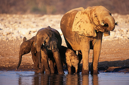 african摄影照片_非洲象(Loxodonta African Ana)与三只幼象在水坑中