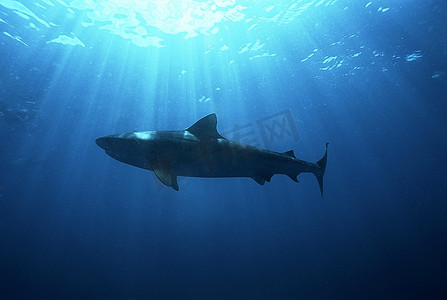 阿里瓦尔浅滩，印度洋，南非，暗色鲨鱼(Carcharhinus Darcurus)，低角视角