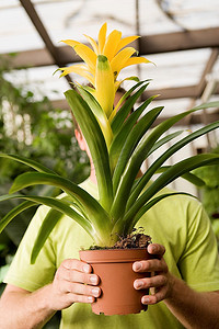 植物b摄影照片_一名男子在脸前举着大花植物
