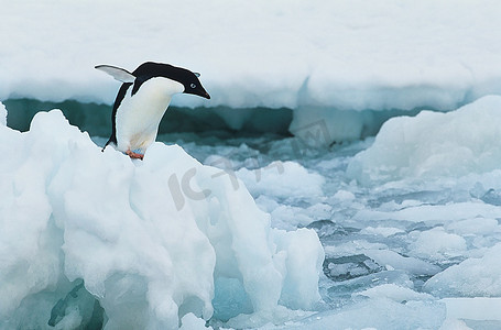 冰山上的企鹅