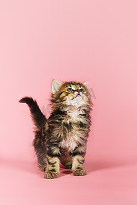 小猫抬头看着粉色背景的录音棚照片