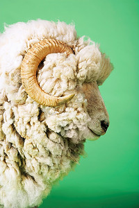 头部绿色背景侧视图上的公羊
