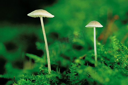 58摄影照片_两个蘑菇