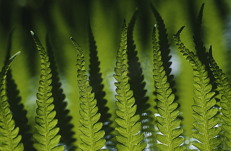 聚焦全国摄影照片_蕨类植物叶片的特写，聚焦前景