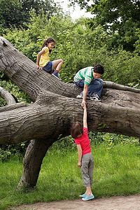 树干上的三个孩子