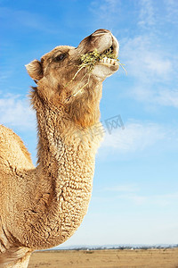 手机侧视图插画摄影照片_骆驼在野外进食，颈部和头部侧视