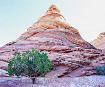 干涩摄影照片_生长在岩石山顶下的松树