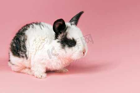 兔子粉色摄影照片_粉色背景上的宠物兔