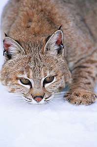 天猫618狂欢摄影照片_躺在雪地里的野猫