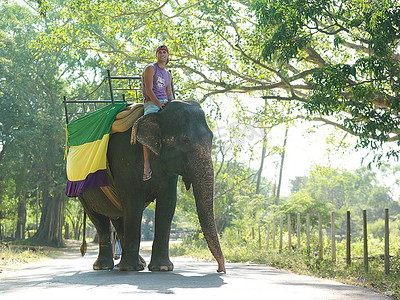 骑着的大象摄影照片_一位年轻人在路上的树上骑着大象