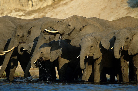 african摄影照片_水坑中的非洲象(Loxodonta African Ana)