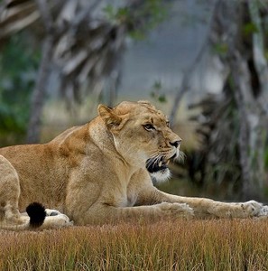 雌性狮子在森林里休息