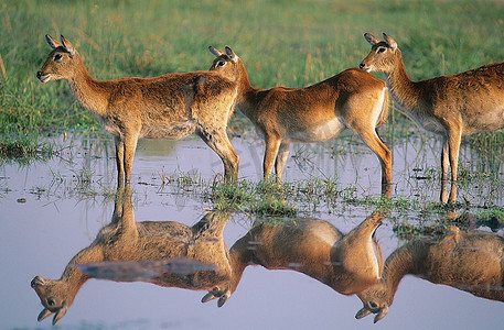 池塘边的三只鹿