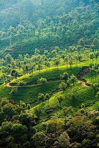 在印度喀拉拉邦Munnar的茶园景观。