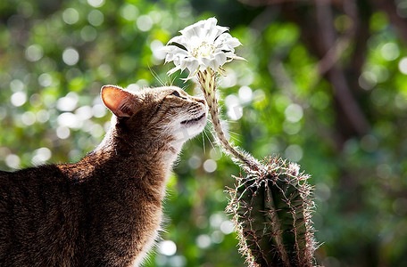盛开的仙人掌旁的猫