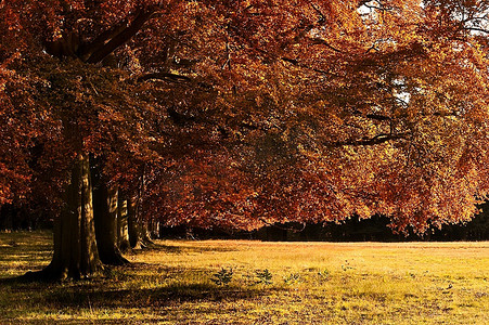 阳光大道摄影照片_沐浴在秋末金色阳光下的橡树大道