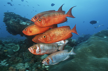 索德瓦纳湾，印度洋，南非，珊瑚礁附近的新月桂尾大眼(Priacantus Hamrur)
