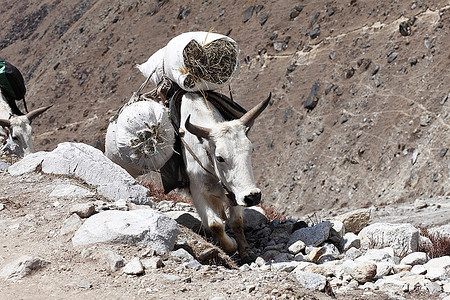 山里驮着货物的西藏牦牛工艺品鸟类