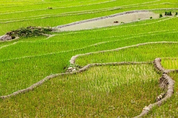 稻田梯田（Rice Field Terraces）。靠近Cat Cat村，靠近Sapa，美奈