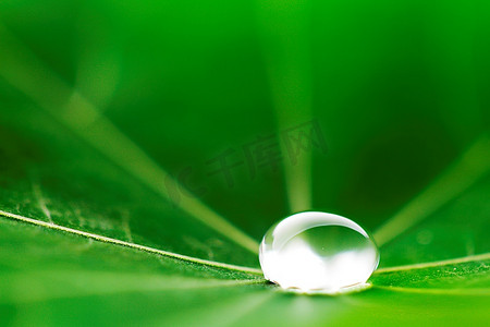 水滴在绿色旱金莲叶宏