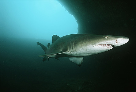 阿里瓦尔浅滩，印度洋，南非，沙虎鲨(金牛座)在水下洞穴