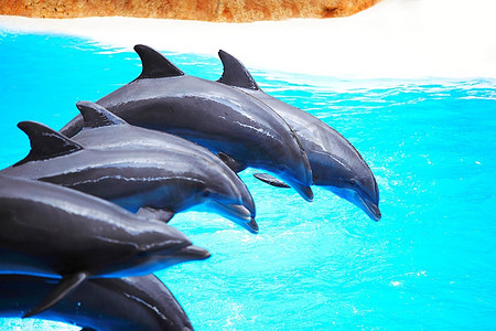 海豚表演期间的海豚舞蹈