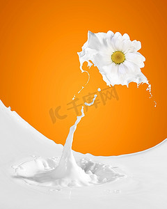 图像牛奶飞溅与甘菊反对彩色背景