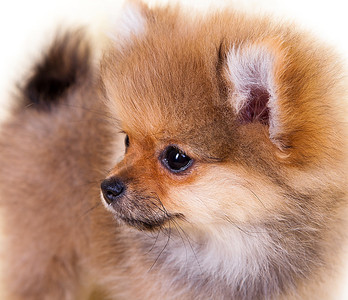 波美拉尼亚的小狗博美犬博美犬/松鼠犬