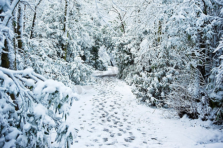 英国乡村雪冬风光乡村风光