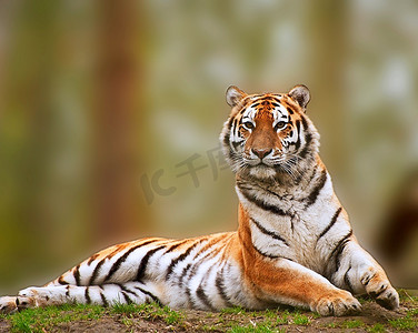 美丽的老虎笔直而警觉地坐着