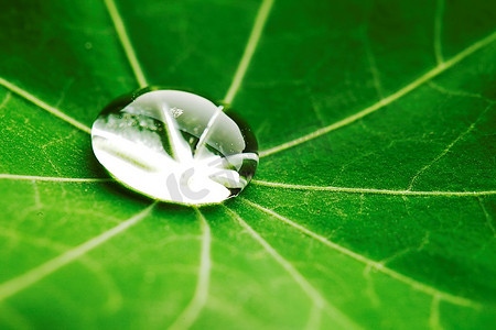 水滴在绿色的旱金莲叶子上荷花昆虫摄影