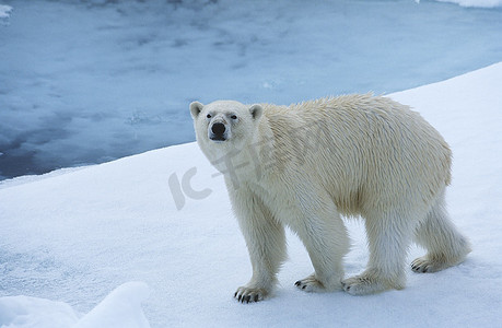 冰上的北极熊