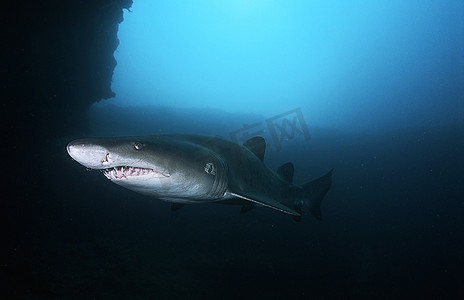 沙虎鲨(金牛座)，水下景观