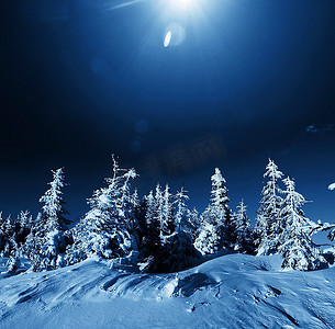 圣诞树木摄影照片_冬天森林