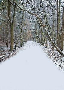 美丽的穿过森林的小路，地上有初雪