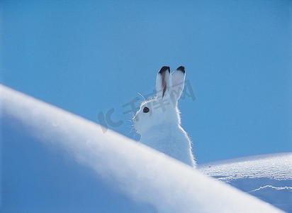 户外雪摄影照片_雪鞋兔