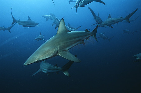 阿里瓦尔浅滩，印度洋，南非，黑鳍鲨在海洋中游泳