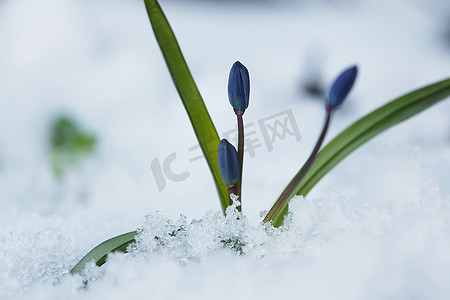 雪花莲