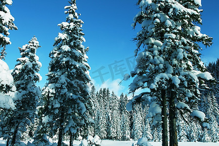 圣诞树木摄影照片_圣诞主题-冰冻的树木