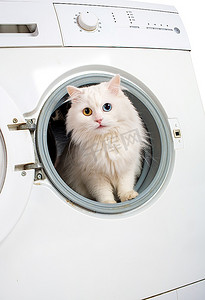 洗衣机和白猫