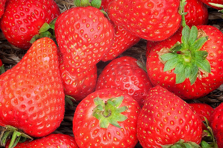 刚采摘的篮子里的新鲜成熟草莓的背景